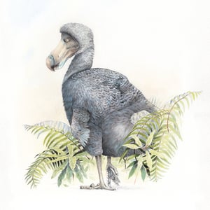 Dodo, Dronte de Maurice