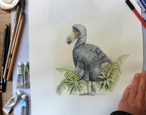 Dodo, Dronte de Maurice