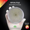 White Koji Mold (Aspergillus Oryzae) Live Mycelium Mushroom Culture Spawn Seed
