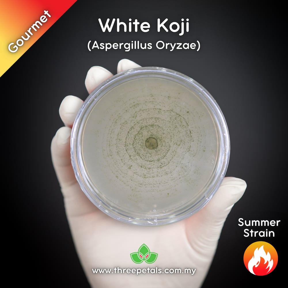 White Koji Mold (Aspergillus Oryzae) Live Mycelium Mushroom Culture Spawn Seed