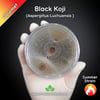 Black Koji Mold (Aspergillus Awamori/Luchuensis) Live Mycelium Mushroom Culture Spawn Seed