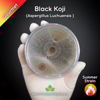 Image 1 of Black Koji Mold (Aspergillus Awamori/Luchuensis) Live Mycelium Mushroom Culture Spawn Seed