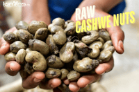 CASHEWS NUTS