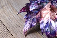 Image 3 of Vera foglia di platano acerifolia maxi elettroformata in rame con patina viola