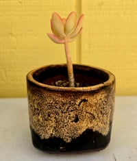 Image 1 of PL- Single Potted Succulent