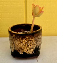 Image 2 of PL- Single Potted Succulent