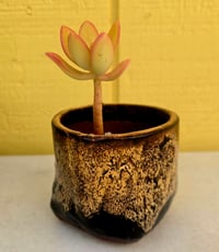 Image 3 of PL- Single Potted Succulent