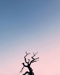 A Tree, The Moon and Some Birds.
