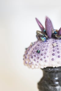 Image 1 of Colobocentrotus Atratus Violet