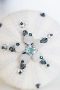 Image 3 of Oursin Blanc et Bleu
