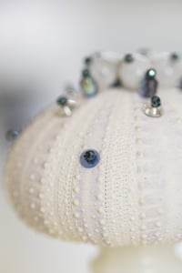 Image 4 of Oursin Blanc et Bleu