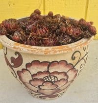 Image 2 of PL Succulent Pot