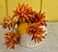 Image 1 of PL - Succulent Mug