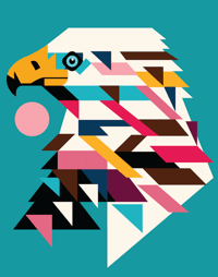 Bald Eagle Adolescent