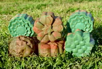 Image 3 of Do The Candy Cane Twist Assorted Flowers