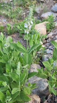 Image 3 of White Betony (Dried)