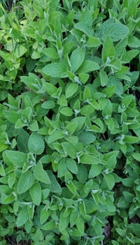 Image 1 of White Betony (Dried)