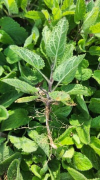 Image 2 of White Betony (Dried)