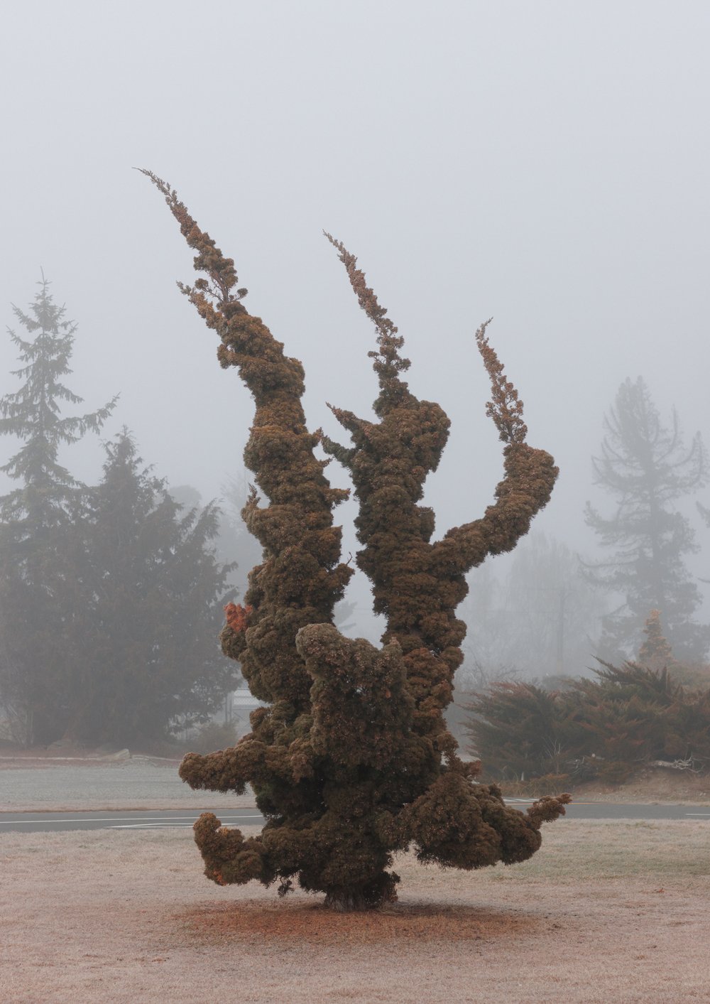 Image of Pointed Tree