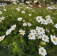 Image 1 of Cosmos Versailles White Seeds 25pk