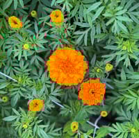 Image 1 of Marigold Imperiale Orange Seeds 25pk
