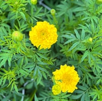 Image 1 of Marigold Imperiale Yellow 25pk