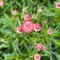 Image 1 of Strawflower Salmon Seeds 25pk