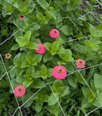 Image 1 of Zinnia Oklahoma Pink n White Mix Seeds 25pk