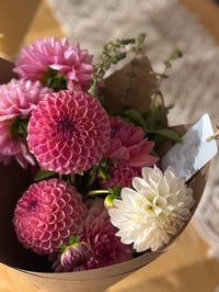Image 1 of Standard Dahlia Stems