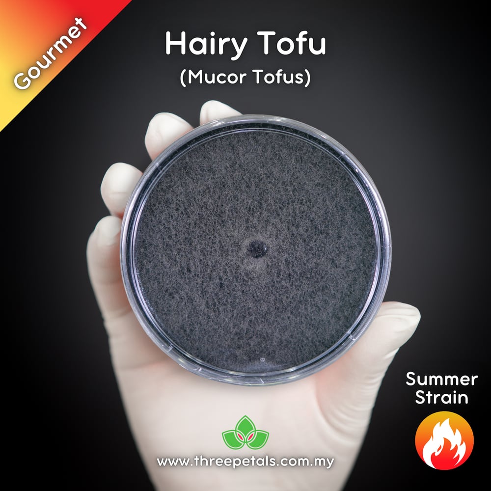 Hairy Tofu Mold (Mucor Tofus) Live Mycelium Mushroom Culture Spawn Seed
