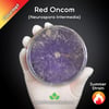 Red Oncom Mold (Neurospora Intermedia) Live Mycelium Mushroom Culture Spawn Seed