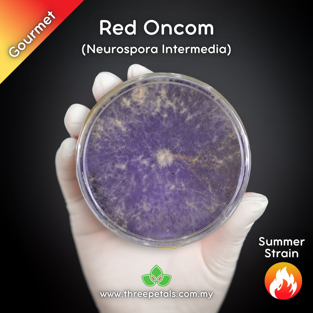 Red Oncom Mold (Neurospora Intermedia) Live Mycelium Mushroom Culture Spawn Seed