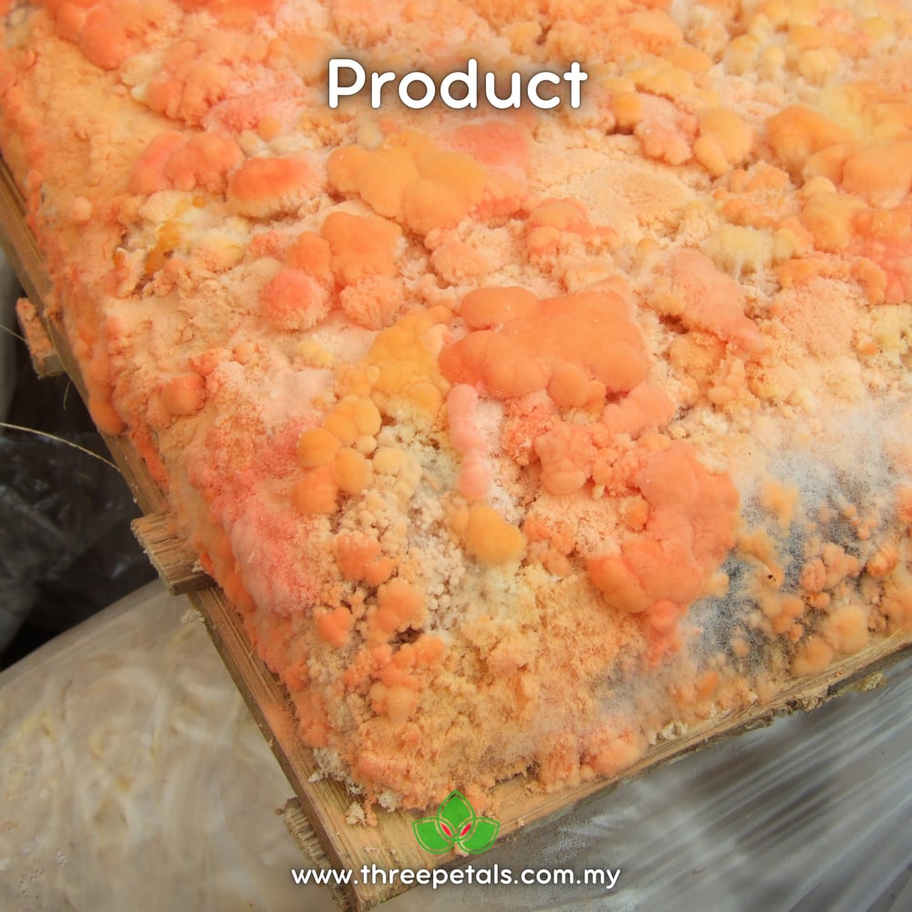 Red Oncom Mold (Neurospora Intermedia) Live Mycelium Mushroom Culture Spawn Seed