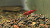 Image 4 of OE Red Demon Neocaridina (sold out)