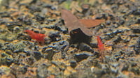 Image 3 of OE Red Demon Neocaridina (sold out)