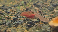 Image 5 of OE Red Demon Neocaridina (sold out)