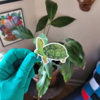 Image 1 of Turtle Sticker