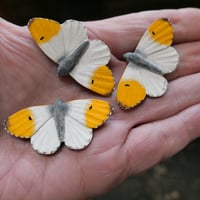 Image 4 of Orange Tip