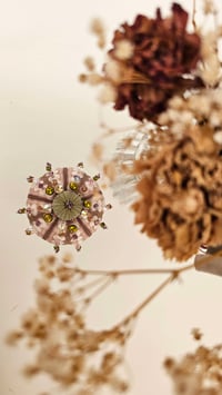 Image 1 of  Prionocidaris Baculosa Pastel