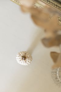 Image 2 of  Heterocentrotus Mammillatus Parme