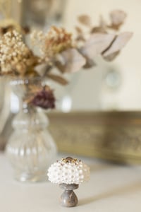 Image 4 of  Heterocentrotus Mammillatus Parme