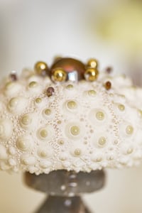 Image 3 of  Heterocentrotus Mammillatus Parme