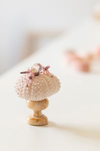 Image 1 of Oursin Perle de Rosée