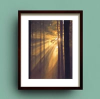Image 3 of Forest Light