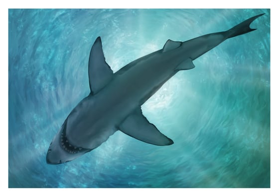 Image of Great White