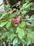 Bram the red mason bee Image 2