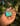 Kingman turquoise and pink conch shell bracelet  size 6