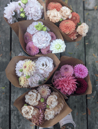 Dahlia Floral Subscription 2025