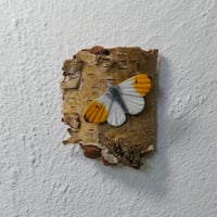 Image 2 of Orange Tip