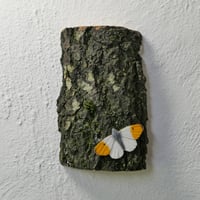 Image 1 of Orange Tip